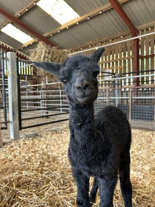 Preston The Cria 1
