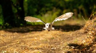 Owlflying