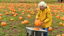 Person placing pumpkin in wheelbarrow