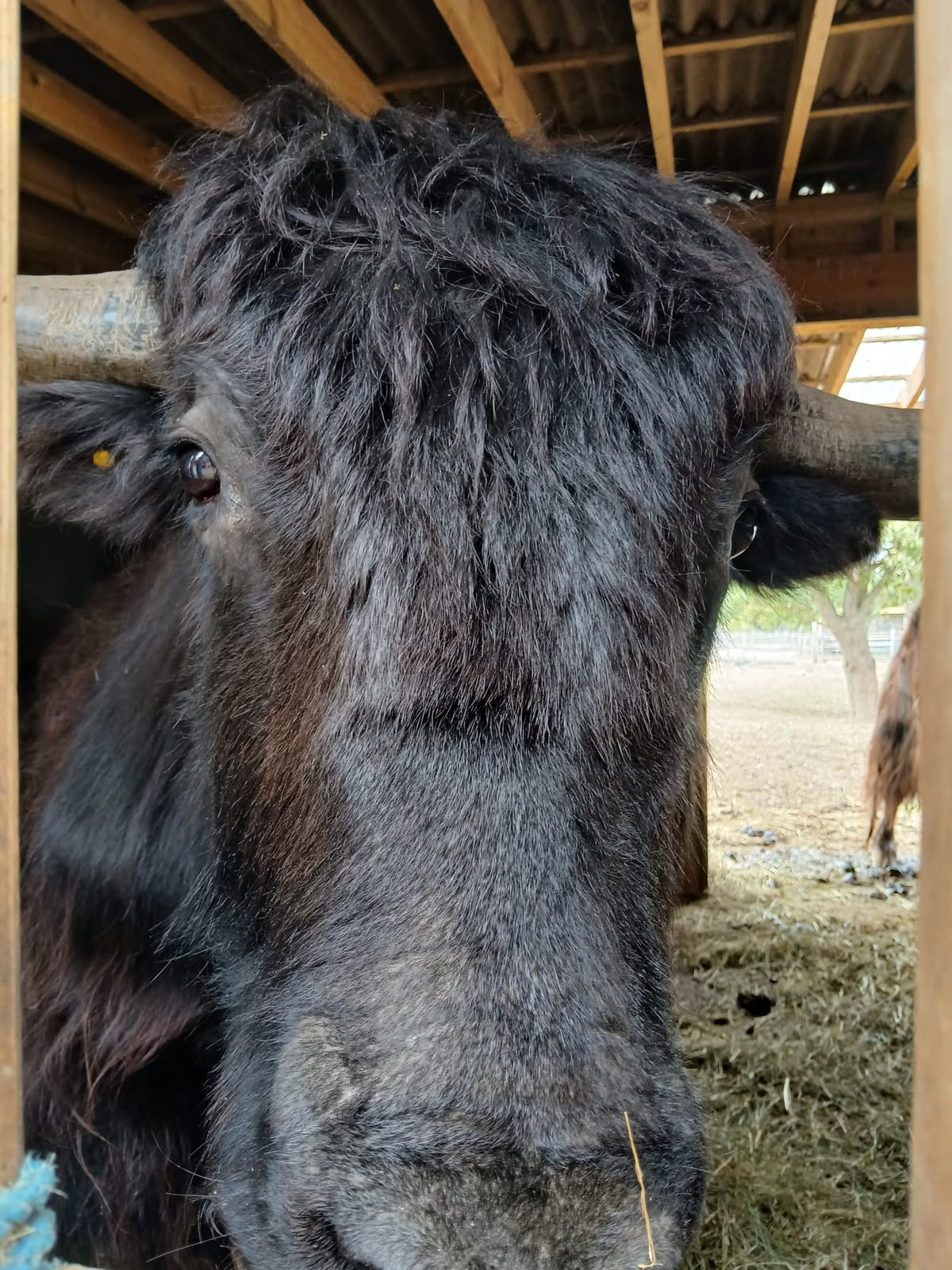 Yak At Hobbledown Epsom