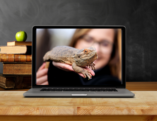 Laptop and Reptile