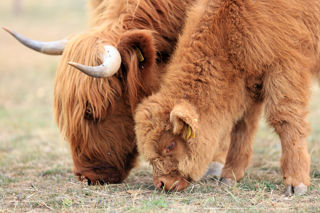 Highland cows