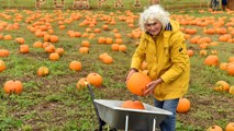 Hobbledown-Heath-Pumpkin-Picking-Accessible-Family-Days-Out-Autumn