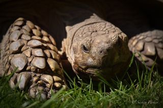 Tortoise