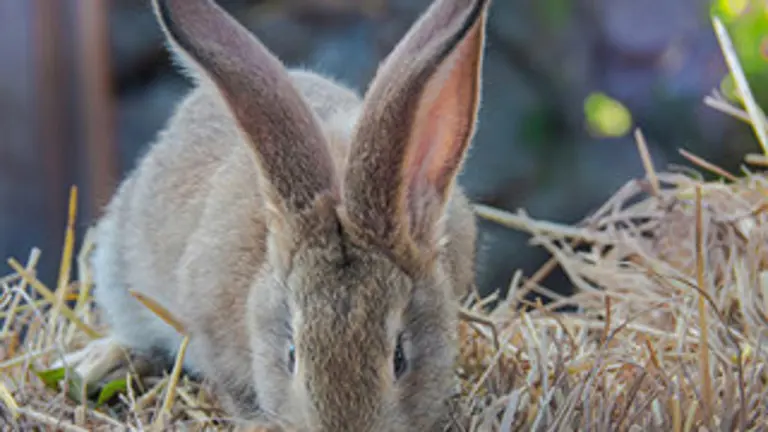Hobble Rabbit Hobbledown Heath Animals | Meet Farm & Exotic Animals