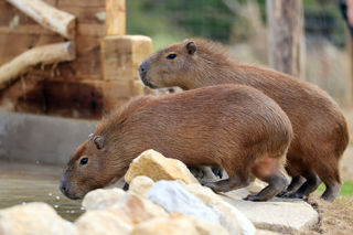 Two capybaras leaning over their pool