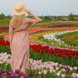 Tulip Stock Images (4)
