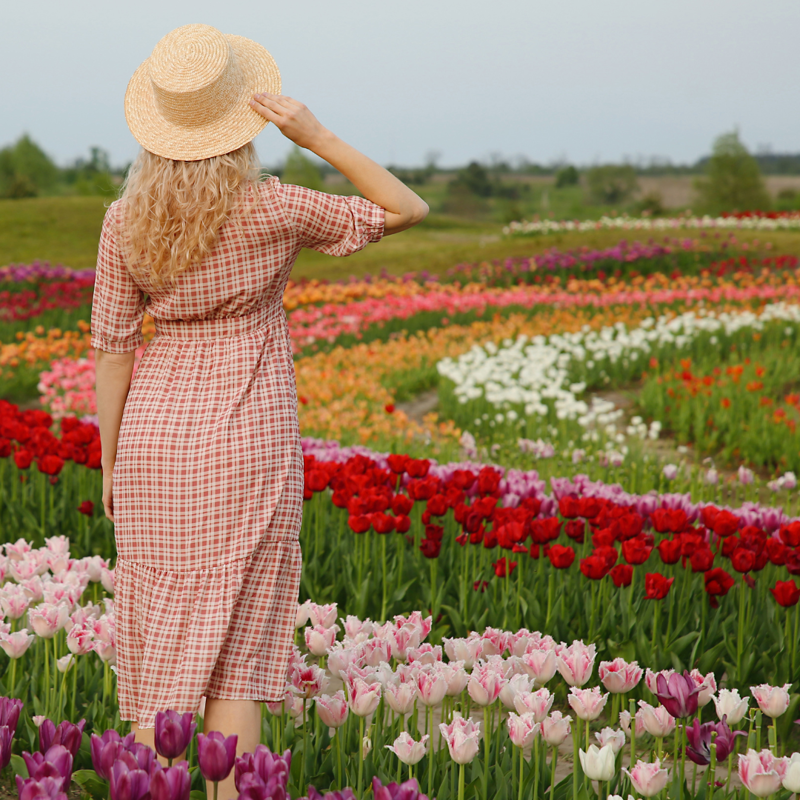 Tulip Stock Images (4)
