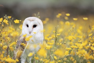 Xhead Owl Yellow