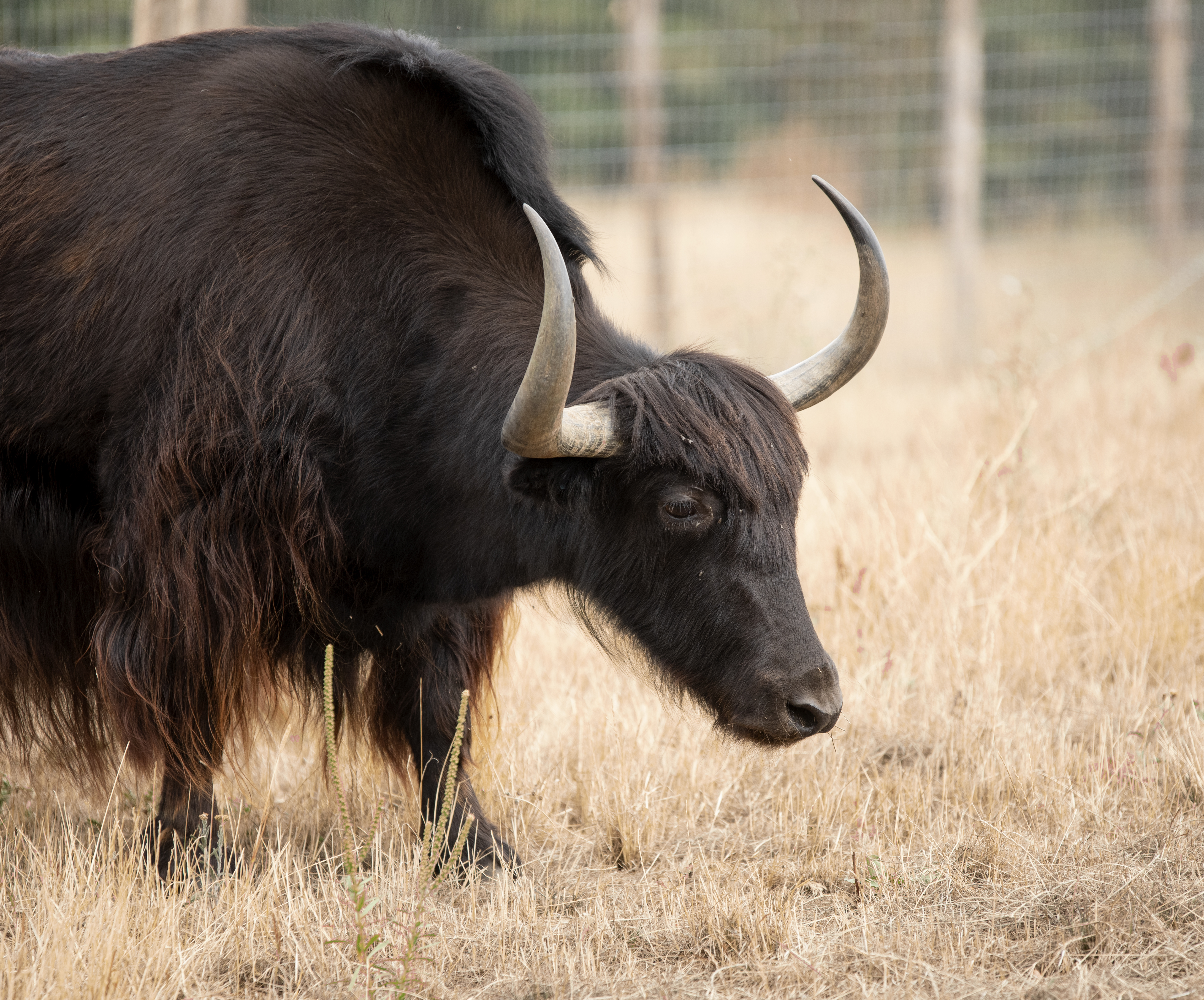 yak-in-epsom
