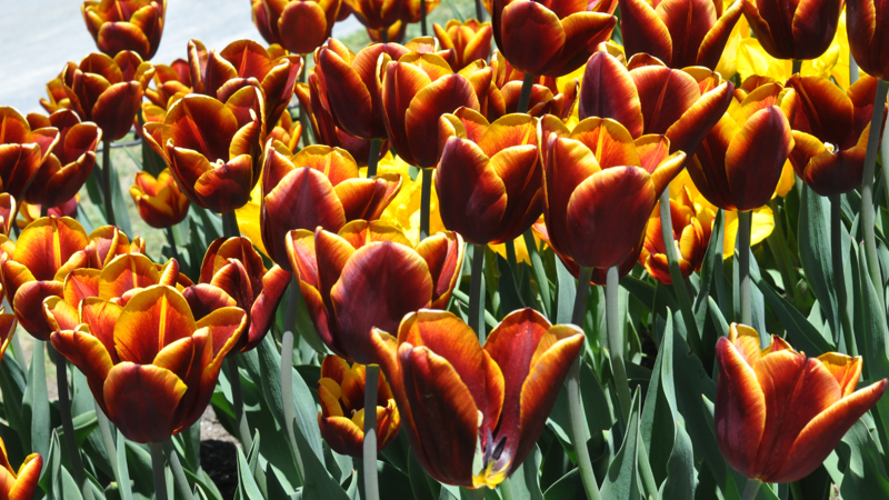 Tulips History