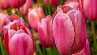 Single Early Tulips