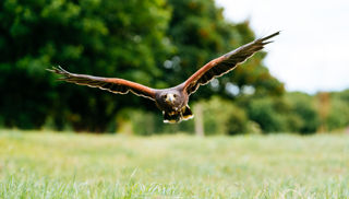 Flying bird of prey