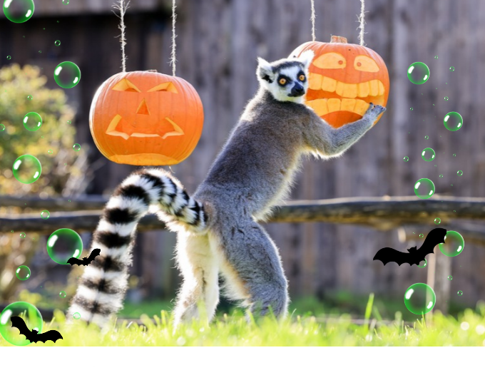 Halloween Half Term Hobbledown