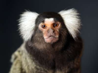 Marmoset