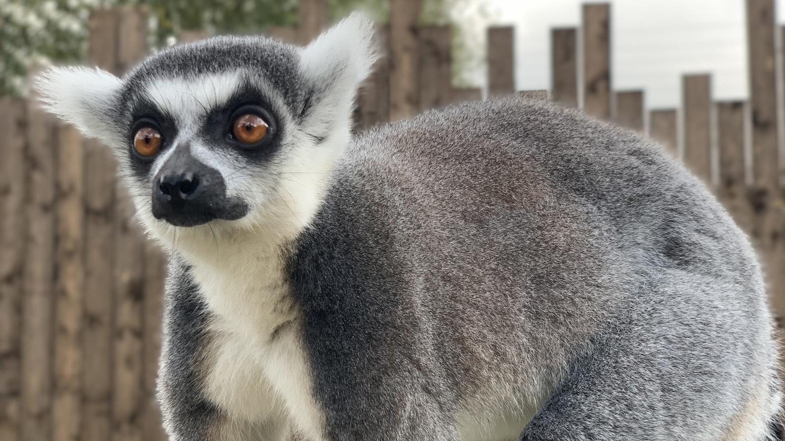 Ring Tailed Lemur