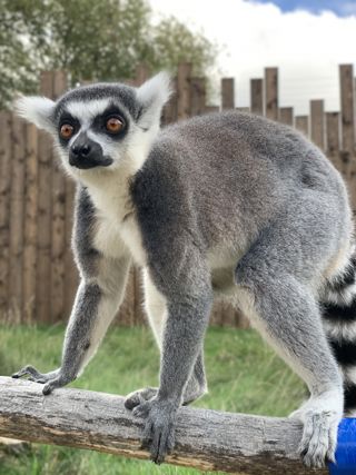 Ring Tailed Lemur