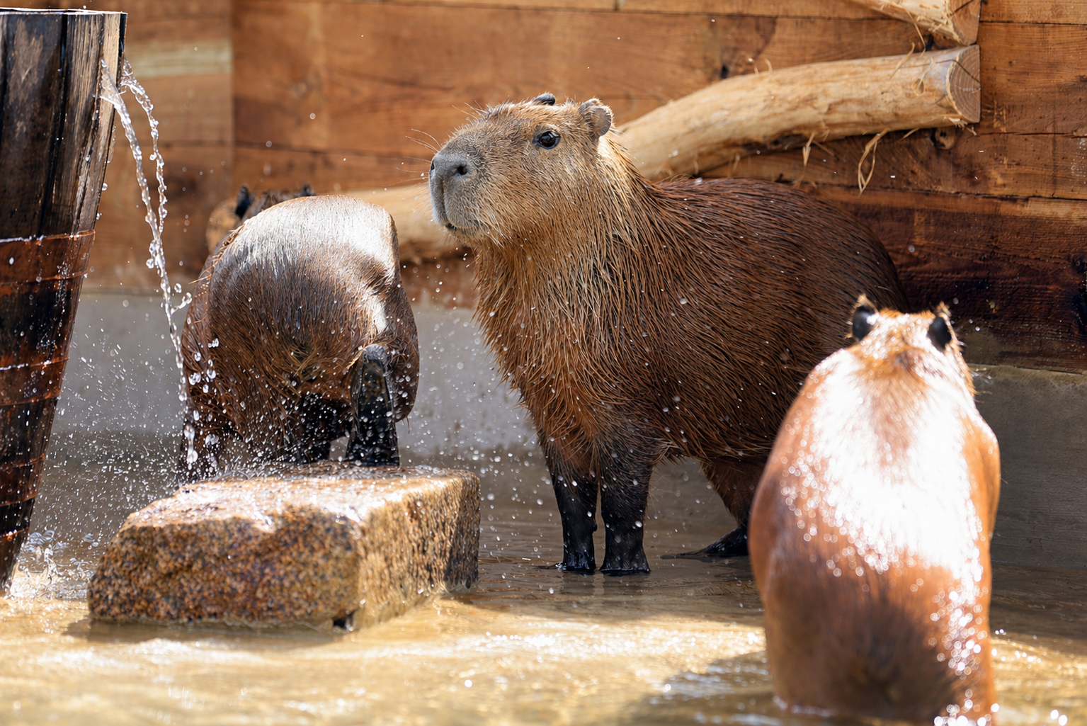 Capybara bathing in Hobbledown Heath West London