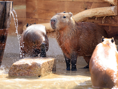 Capybaras