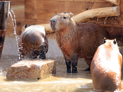 Capybaras