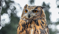 Site Bengalese Eagle Owl