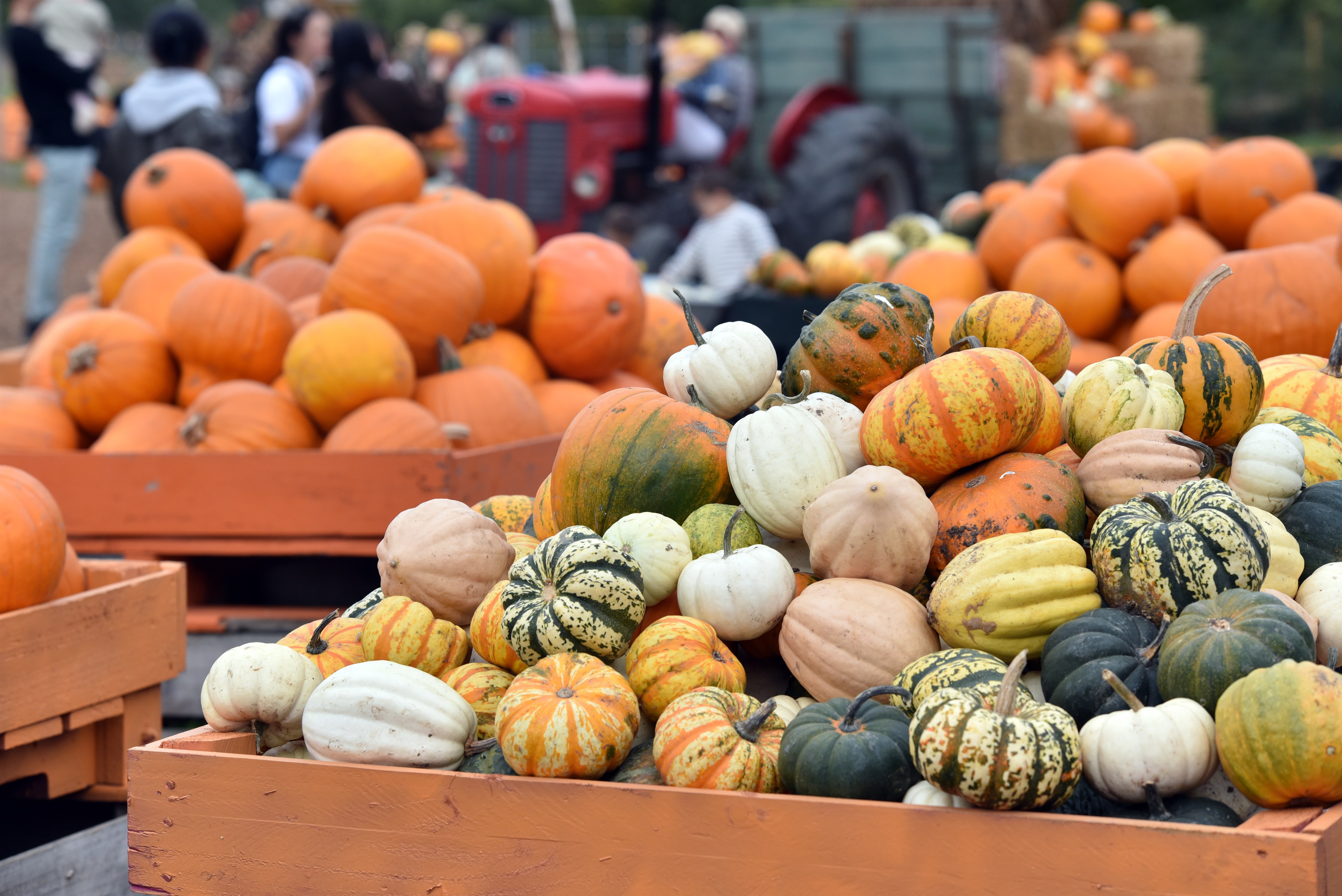 Hobbledown Heath Pumpkins Wheelbarrow Family Fun London 2025