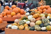 Hobbledown Heath Pumpkins Wheelbarrow Family Fun London 2025