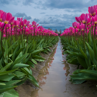 Tulip Stock Images (2)