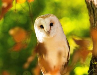 Owlencounter