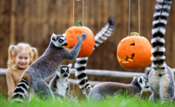 Ring-Tailed Lemur