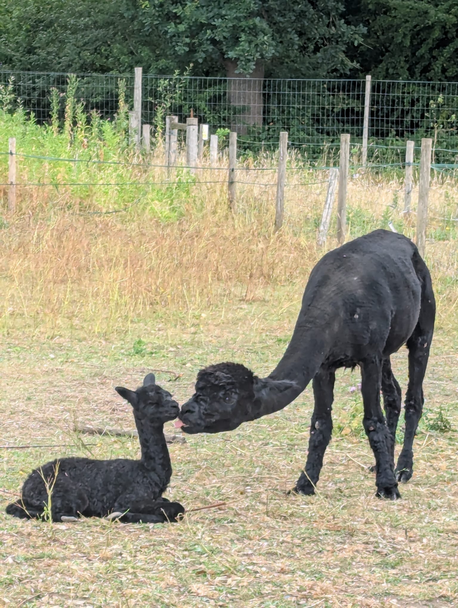 Alpaca with Mother