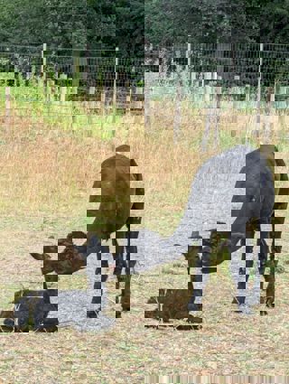 Alpaca with Mother