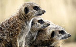 Meerkat Hobbledown Epsom
