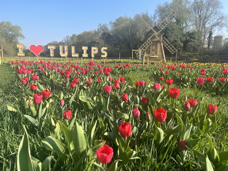 Tulips Hobbledown Heath (9)