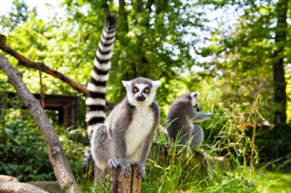 Nice Lemurs