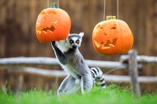 ODX Lemur Pumpkins 003 (1) (1)