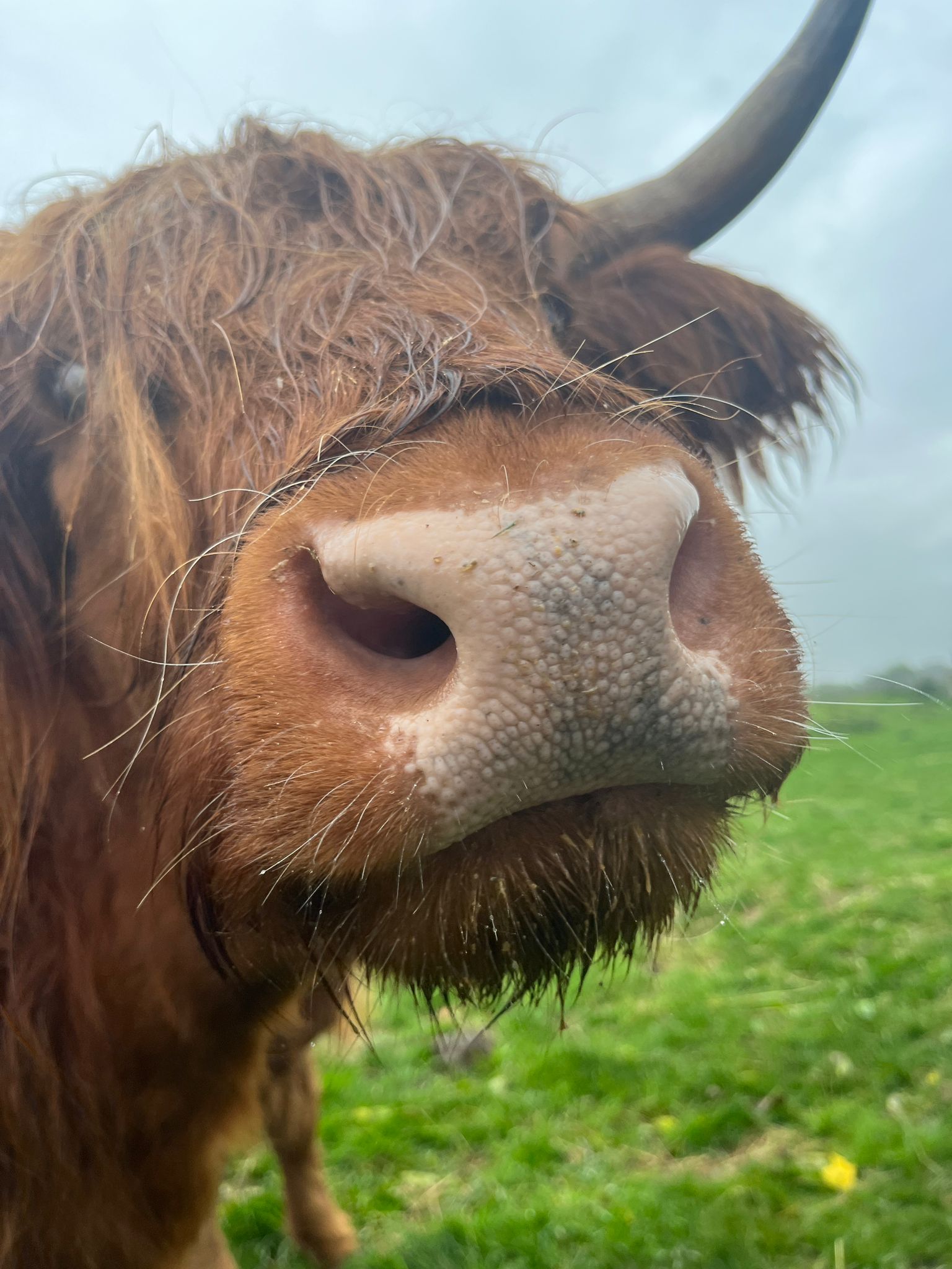 Close-up of Highland cow at Hobbledown Heath animal experience Hounslow West London