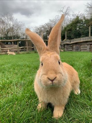 Giant Rabbit