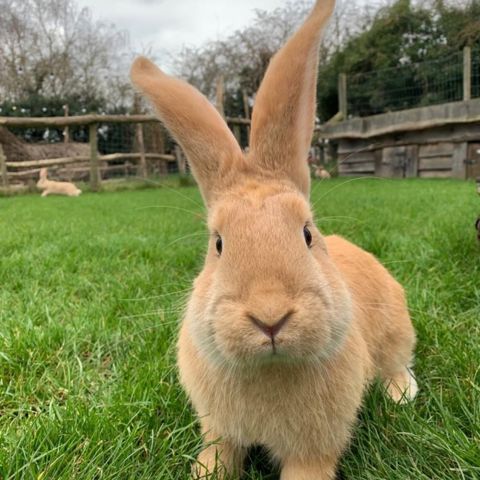 Hobble Rabbit Hobbledown Epsom – Animal Experiences & Keeper Days