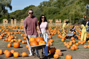 pumpkin-picking-near-london