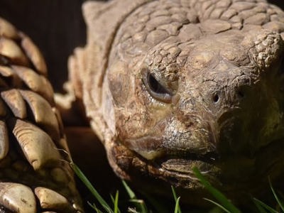 Tortoise