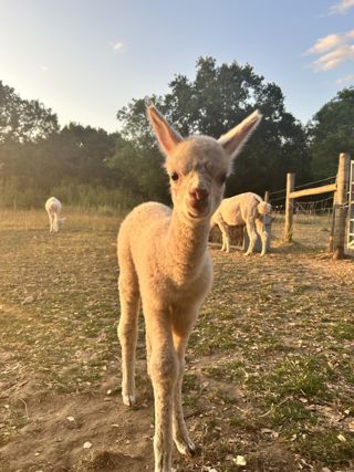 George The Cria 1