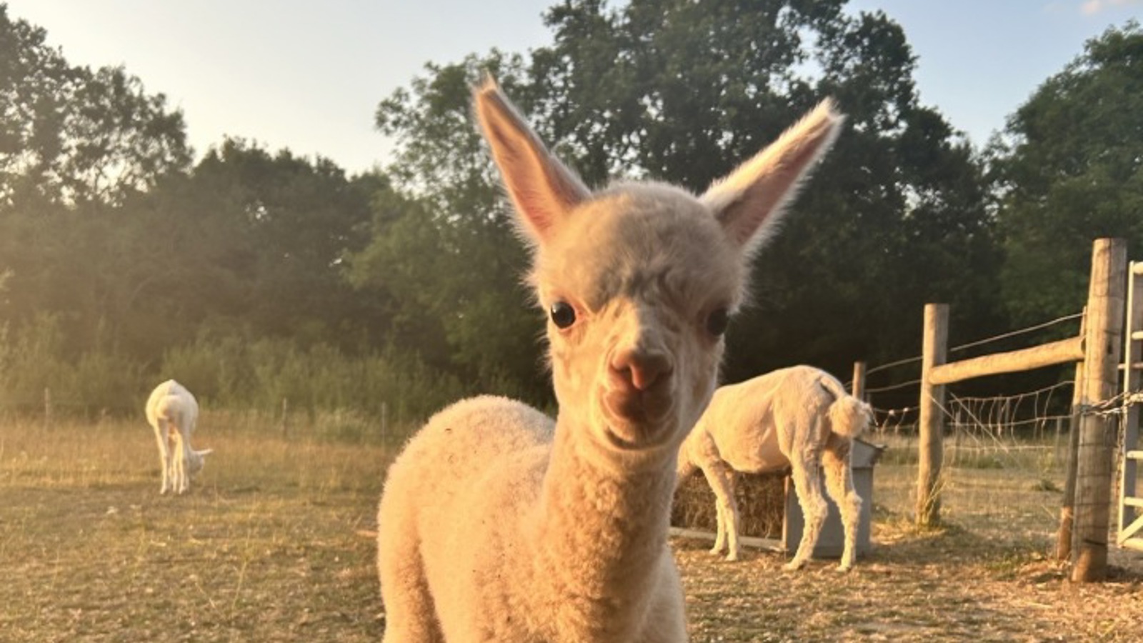George The Cria 1 (1)