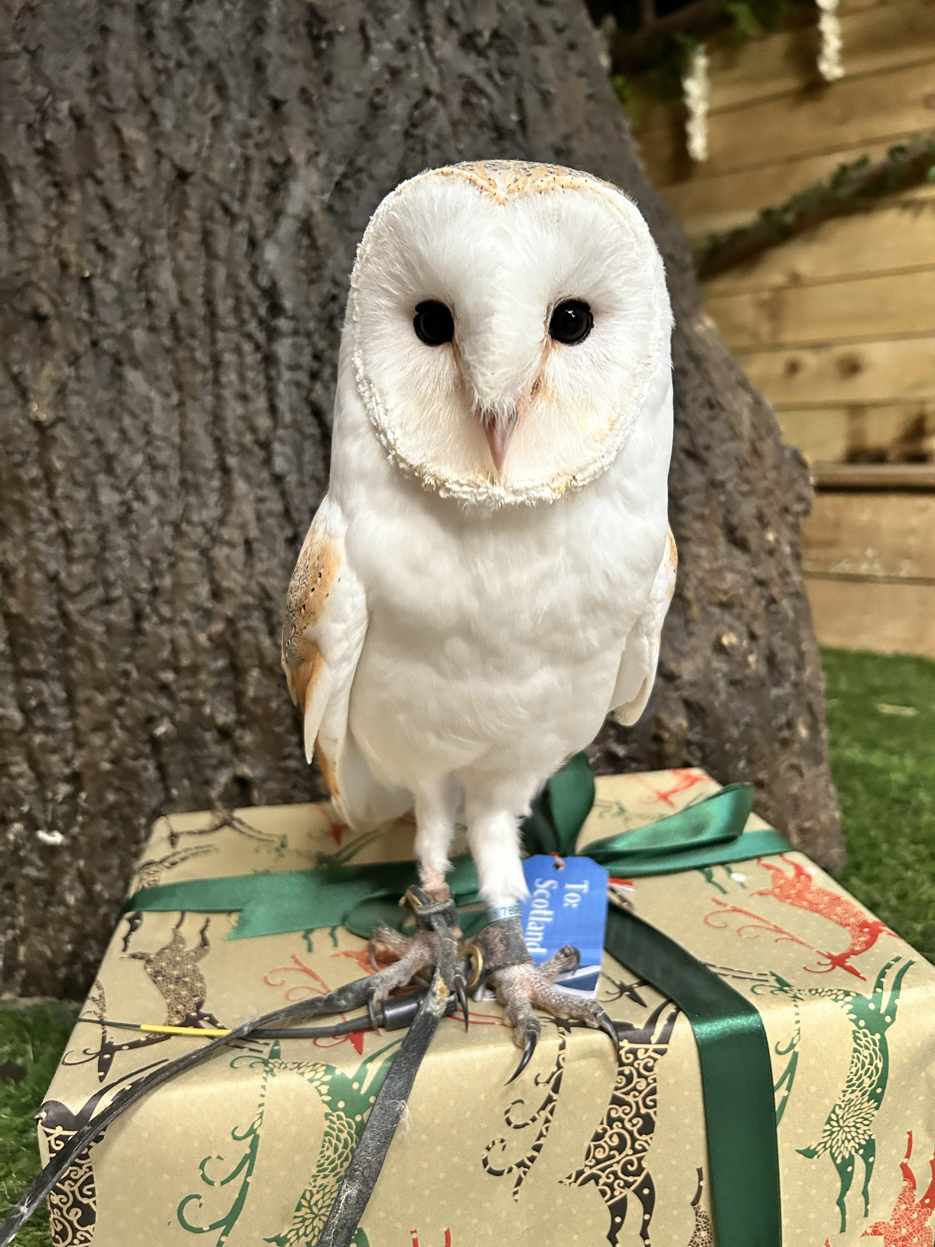 Scrumpy Barn Owl