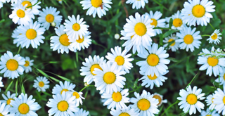 Daisies