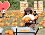 HEATH PUMPKINS24