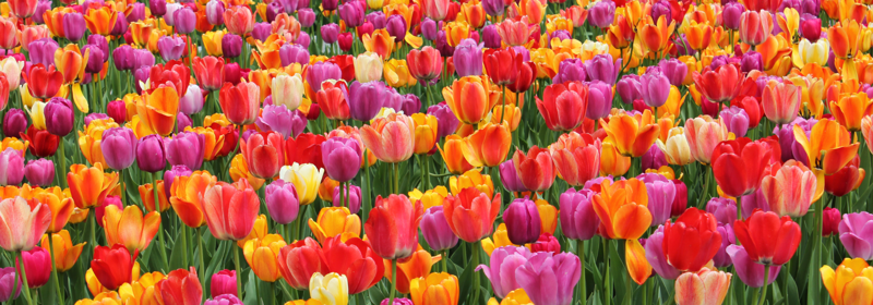 Guide To Tulips