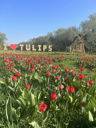 Tulips Hobbledown Heath (10)