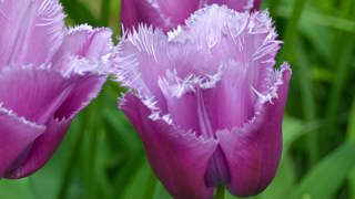 Fringed Tulips
