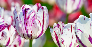 Rembrandt Tulips